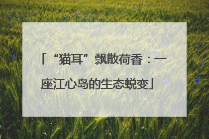 “猫耳”飘散荷香：一座江心岛的生态蜕变