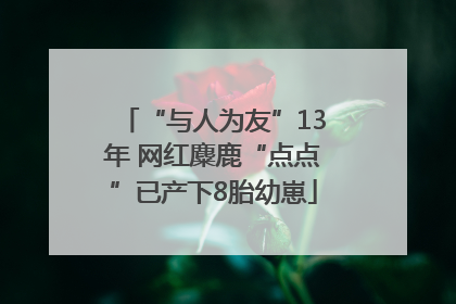 “与人为友”13年 网红麋鹿“点点”已产下8胎幼崽