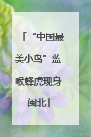 “中国最美小鸟”蓝喉蜂虎现身闽北