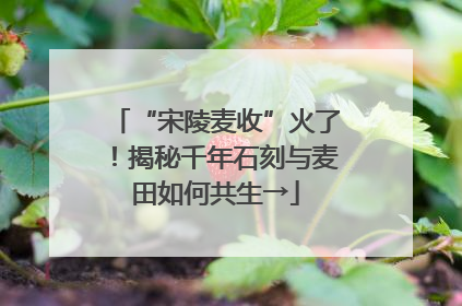 “宋陵麦收”火了！揭秘千年石刻与麦田如何共生→