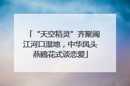 “天空精灵”齐聚闽江河口湿地，中华凤头燕鸥花式谈恋爱