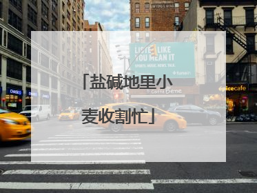 盐碱地里小麦收割忙
