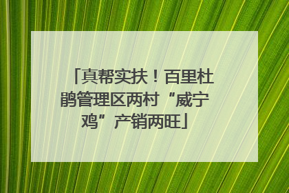 真帮实扶！百里杜鹃管理区两村“威宁鸡”产销两旺
