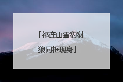 祁连山雪豹豺狼同框现身