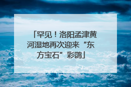 罕见！洛阳孟津黄河湿地再次迎来“东方宝石”彩鹮