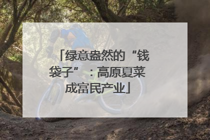 绿意盎然的“钱袋子”：高原夏菜成富民产业