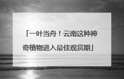 一叶当舟！云南这种神奇植物进入最佳观赏期
