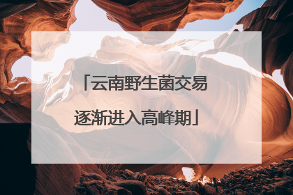 云南野生菌交易逐渐进入高峰期