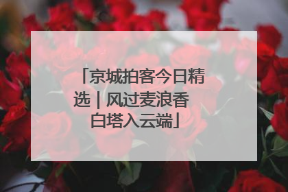 京城拍客今日精选｜风过麦浪香 白塔入云端
