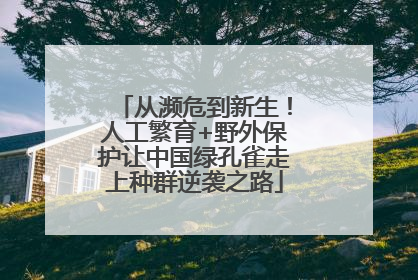 从濒危到新生！人工繁育+野外保护让中国绿孔雀走上种群逆袭之路