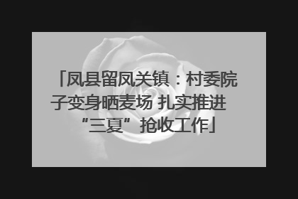 凤县留凤关镇：村委院子变身晒麦场 扎实推进“三夏”抢收工作