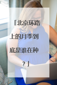 北京环路上的月季到底是谁在种？