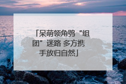 呆萌领角鸮“组团”迷路 多方携手放归自然
