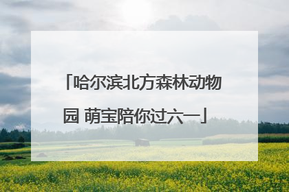 哈尔滨北方森林动物园 萌宝陪你过六一