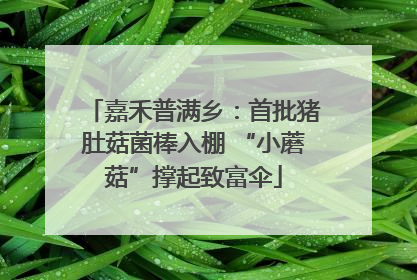 嘉禾普满乡：首批猪肚菇菌棒入棚 “小蘑菇”撑起致富伞