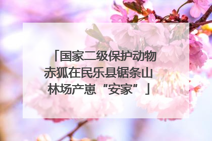 国家二级保护动物赤狐在民乐县锯条山林场产崽“安家”