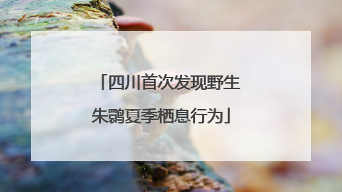四川首次发现野生朱鹮夏季栖息行为
