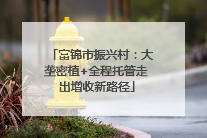 富锦市振兴村：大垄密植+全程托管走出增收新路径