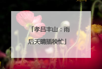 孝昌丰山：雨后天晴插秧忙