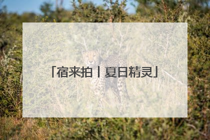 宿来拍丨夏日精灵