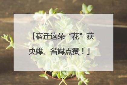 宿迁这朵“花”获央媒、省媒点赞！