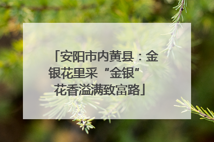 安阳市内黄县：金银花里采“金银” 花香溢满致富路