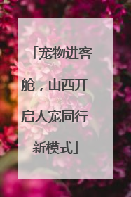 宠物进客舱，山西开启人宠同行新模式