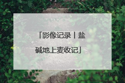 影像记录丨盐碱地上麦收记