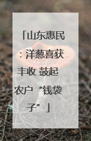 山东惠民：洋葱喜获丰收 鼓起农户“钱袋子”