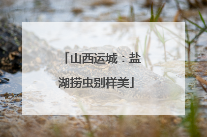 山西运城：盐湖捞虫别样美