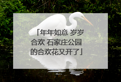 年年如意 岁岁合欢 石家庄公园的合欢花又开了