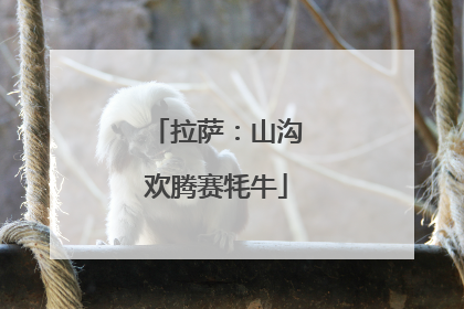 拉萨：山沟欢腾赛牦牛