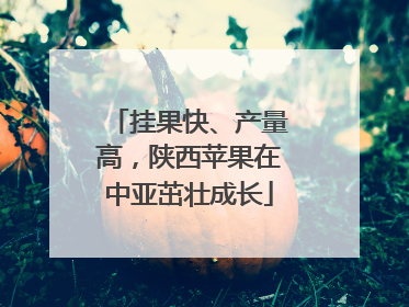 挂果快、产量高，陕西苹果在中亚茁壮成长