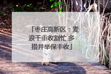 枣庄高新区：麦浪千重收割忙 多措并举保丰收