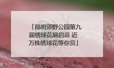 昆明郊野公园第九届绣球花展启幕 近万株绣球花等你赏