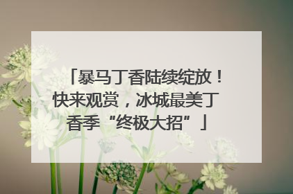 暴马丁香陆续绽放！快来观赏，冰城最美丁香季“终极大招”