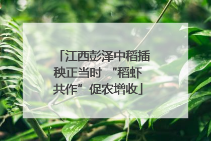 江西彭泽中稻插秧正当时 “稻虾共作”促农增收