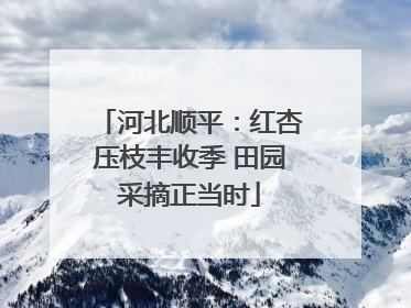 河北顺平：红杏压枝丰收季 田园采摘正当时