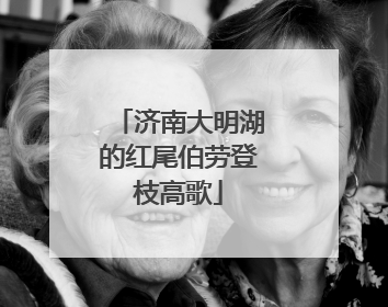 济南大明湖的红尾伯劳登枝高歌