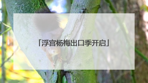 浮宫杨梅出口季开启