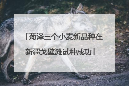 菏泽三个小麦新品种在新疆戈壁滩试种成功