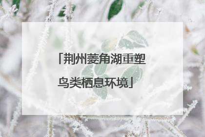 荆州菱角湖重塑鸟类栖息环境