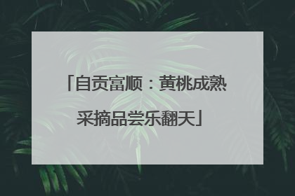 自贡富顺：黄桃成熟 采摘品尝乐翻天