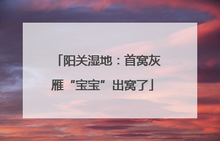 阳关湿地：首窝灰雁“宝宝”出窝了