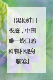 黑顶蛙口夜鹰，中国唯一蟆口鸱科物种现身临沧