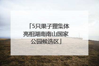 5只果子狸集体亮相湖南南山国家公园候选区